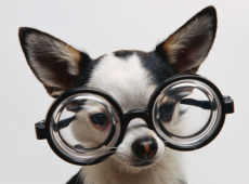 dog spex