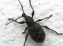 bug