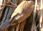 dove