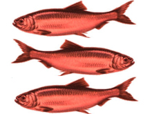 red herrings